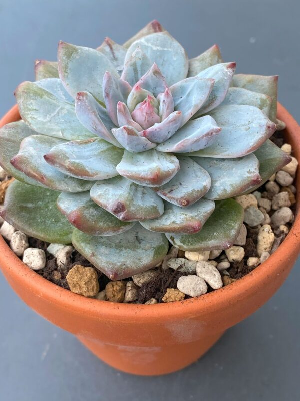 Echeveria Amy thriving in a garden with vibrant red tips