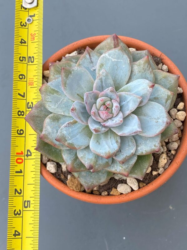 Echeveria Amy thriving in a garden with vibrant red tips