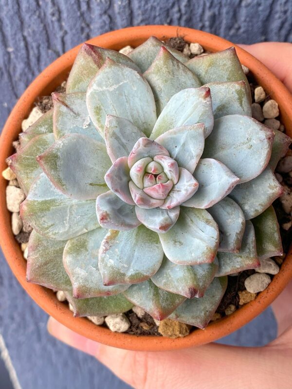 Close-up of Echeveria Blue Bird Variegata succulent rosette.