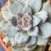 Echeveria Blue Bird Variegata succulent thriving in natural sunlight.