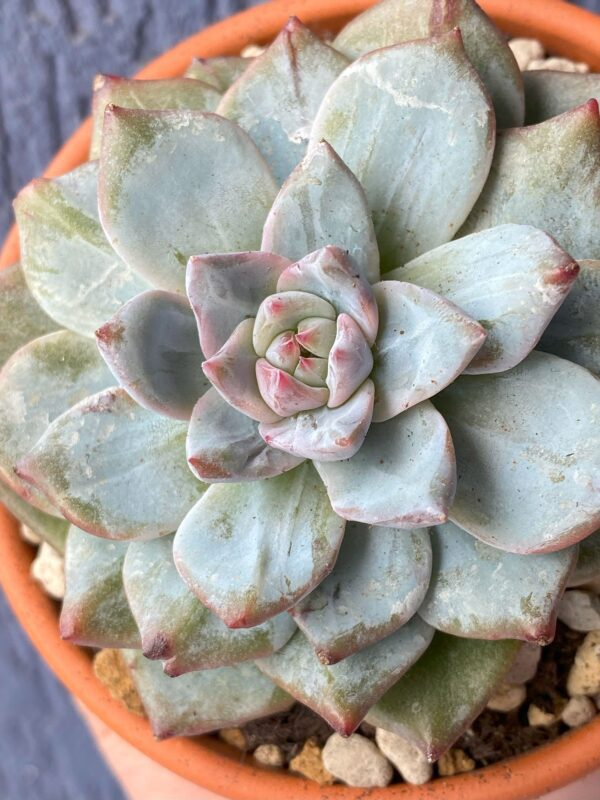 Echeveria Blue Bird Variegata succulent thriving in natural sunlight.