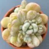 Echeveria Bill Gates succulent with vibrant green leaves.