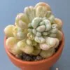 Echeveria Bill Gates succulent in a decorative ceramic pot.