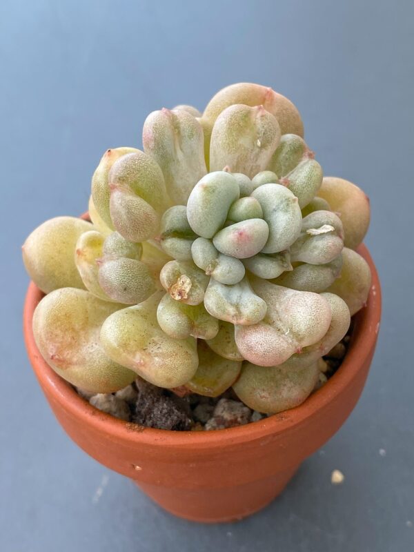 Echeveria Bill Gates succulent in a decorative ceramic pot.