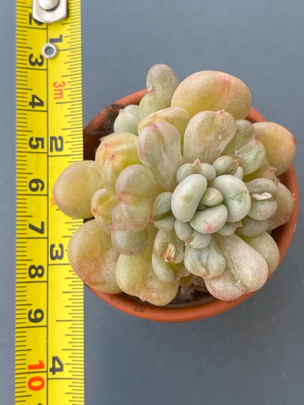 Close-up of Echeveria Bill Gates succulent rosette.