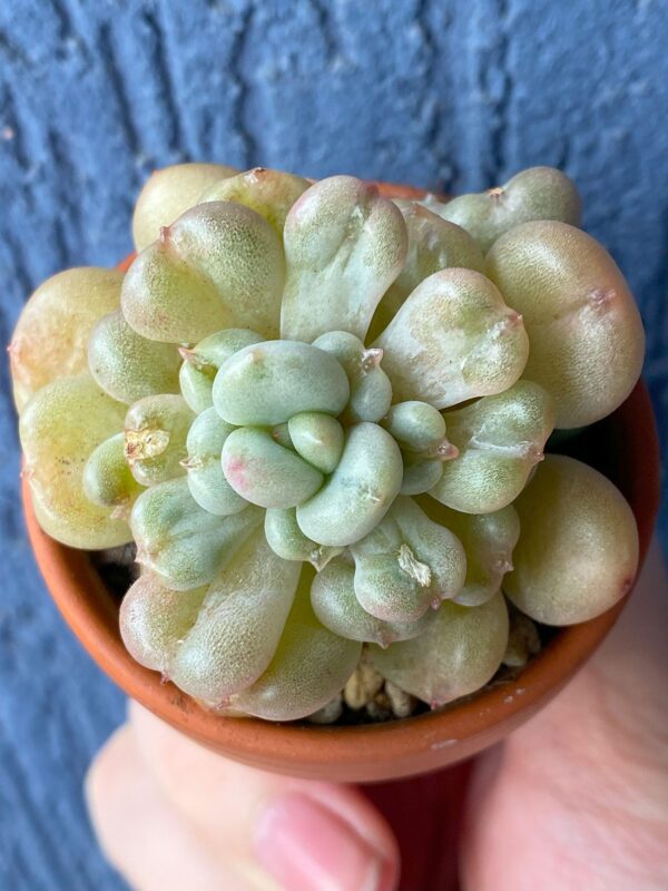 Echeveria Bill Gates succulent thriving in natural sunlight.