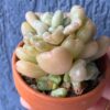 Echeveria Bill Gates succulent with green leaves.