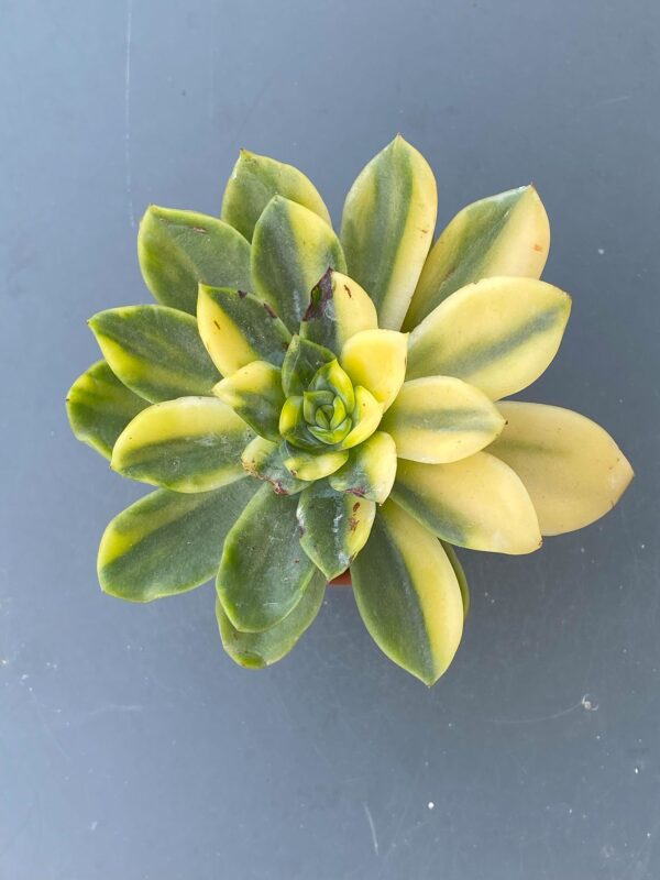 Echeveria Bob Jolly succulent with striking purple and green leaves.