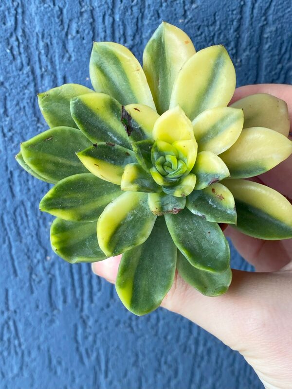 Close-up of Echeveria Bob Jolly succulent rosette.