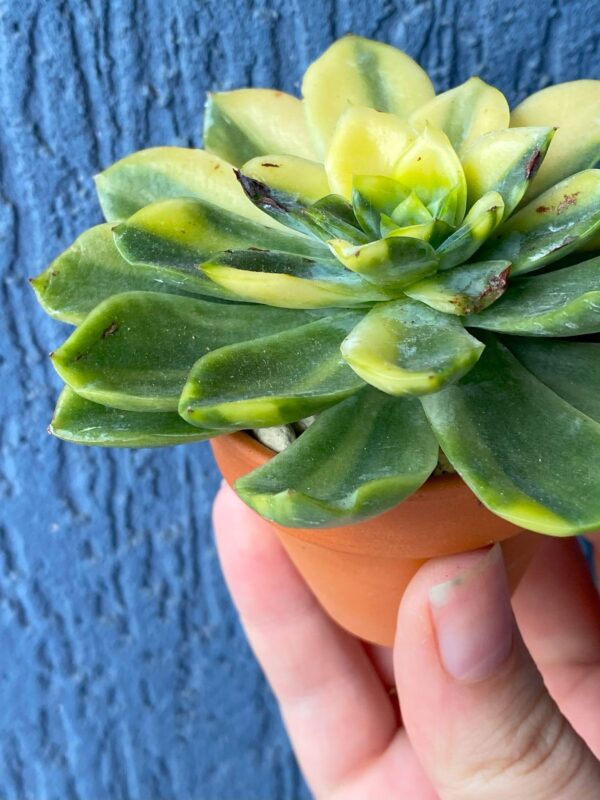 Echeveria Bob Jolly succulent thriving in natural sunlight.