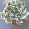 Echeveria Rose Queen Variegata succulent with beautiful variegated leaves.