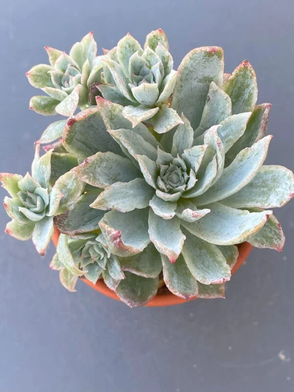 Echeveria Rose Queen Variegata succulent with beautiful variegated leaves.