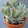 Echeveria Rose Queen Variegata succulent in a decorative ceramic pot.