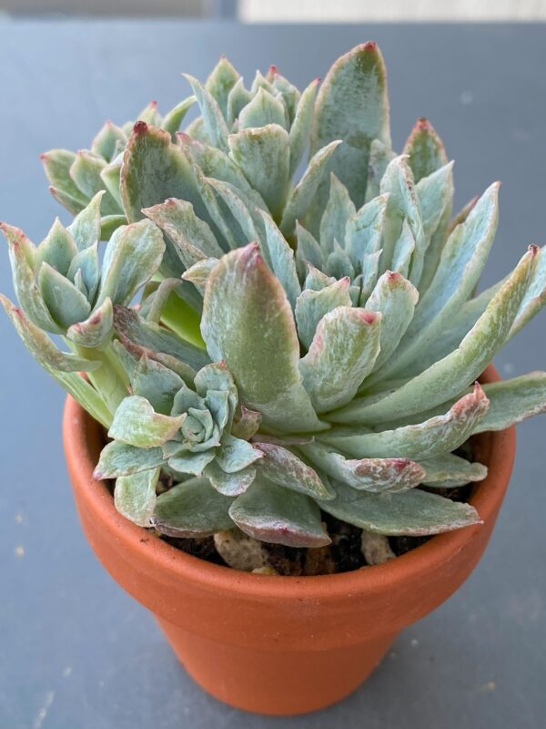 Echeveria Rose Queen Variegata succulent in a decorative ceramic pot.