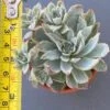 Close-up of Echeveria Rose Queen Variegata succulent rosette.