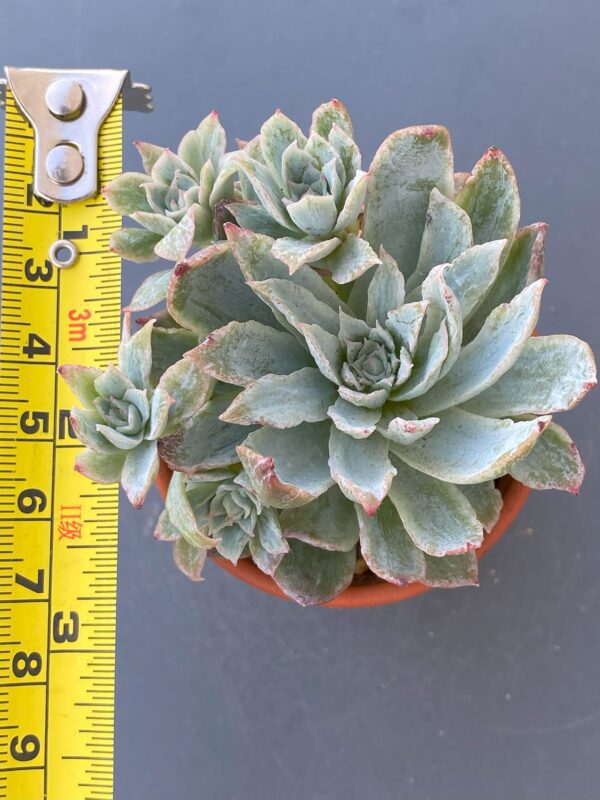 Close-up of Echeveria Rose Queen Variegata succulent rosette.