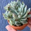 Echeveria Rose Queen Variegata succulent thriving in natural sunlight.