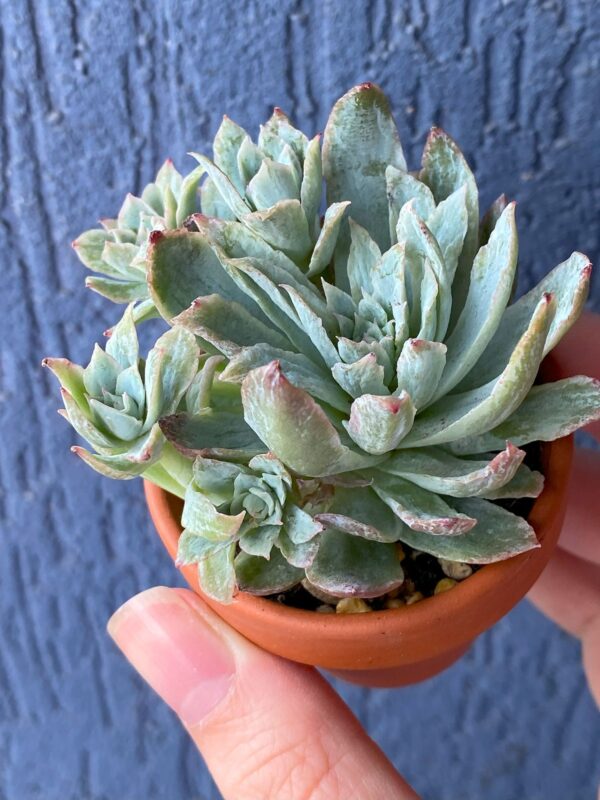 Echeveria Rose Queen Variegata succulent thriving in natural sunlight.