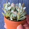 Echeveria Rose Queen Variegata succulent with variegated leaves.