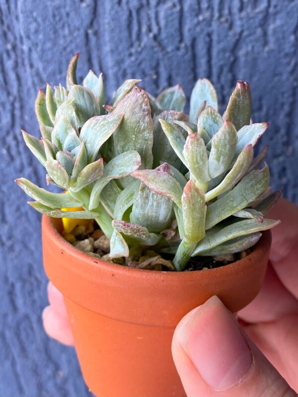 Echeveria Rose Queen Variegata succulent with variegated leaves.