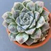 Echeveria Water Drop succulent with unique water droplet-shaped leaves.