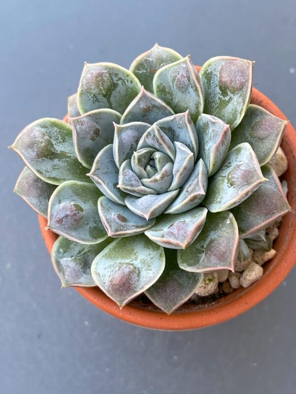 Echeveria Water Drop succulent with unique water droplet-shaped leaves.