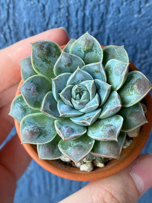 Echeveria Water Drop succulent in a decorative ceramic pot.