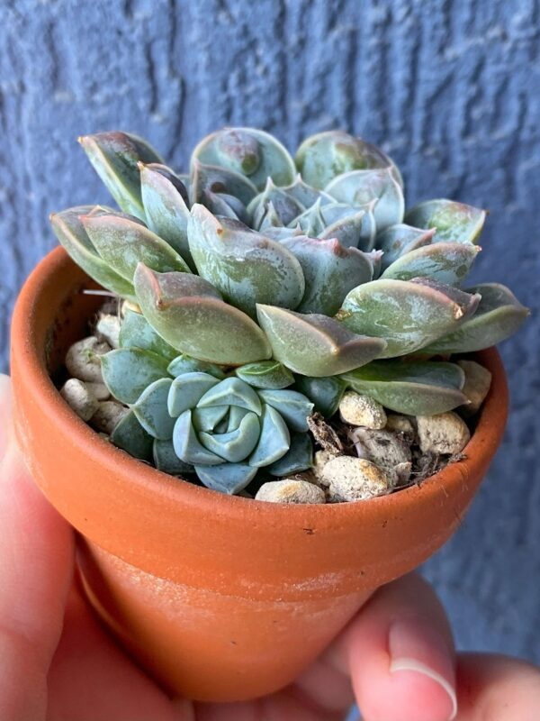 Close-up of Echeveria Water Drop succulent rosette.