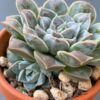 Echeveria Water Drop succulent with raindrop-like leaves.