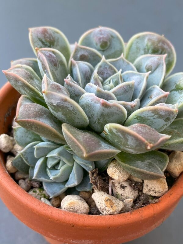 Echeveria Water Drop succulent with raindrop-like leaves.