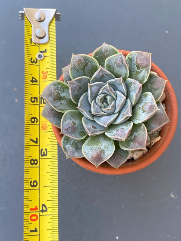 Close-up of Echeveria Water Drop succulent's unique foliage.