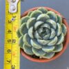 Air Magic Hybrid succulent with stunning, variegated leaves.