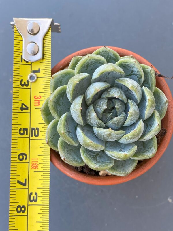 Air Magic Hybrid succulent with stunning, variegated leaves.