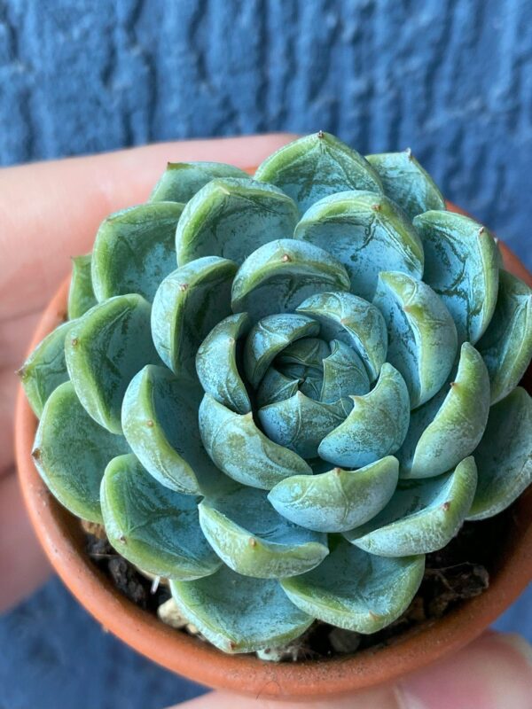 Close-up of Air Magic Hybrid succulent rosette.