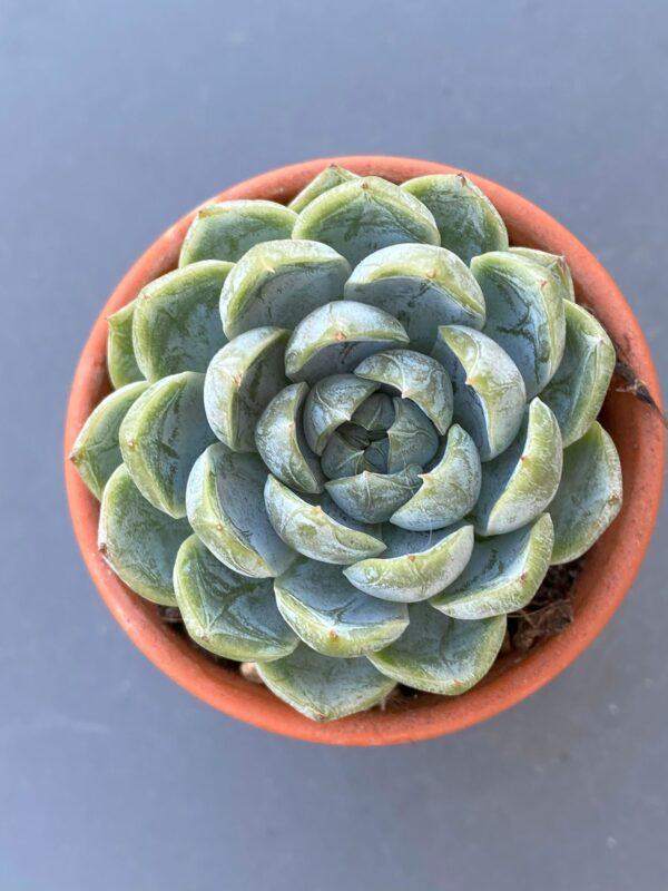 Air Magic Hybrid succulent thriving in natural sunlight.