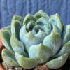 Air Magic Hybrid succulent with variegated leaves.