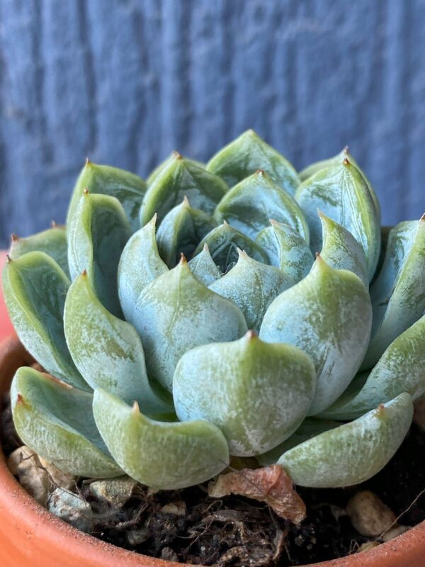 Air Magic Hybrid succulent with variegated leaves.