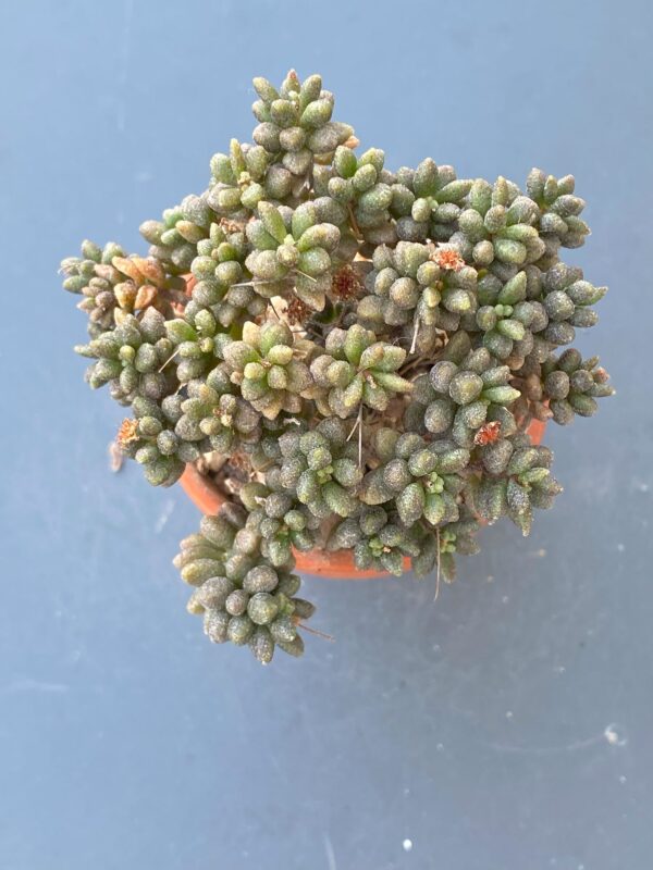 Monanthes Muralis succulent with unique rosette leaves.