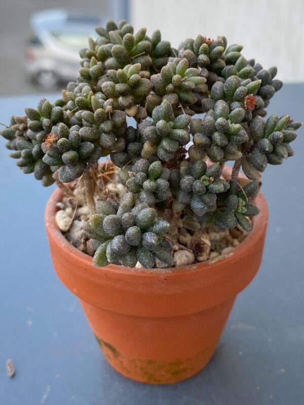 Monanthes Muralis succulent in a decorative ceramic pot.