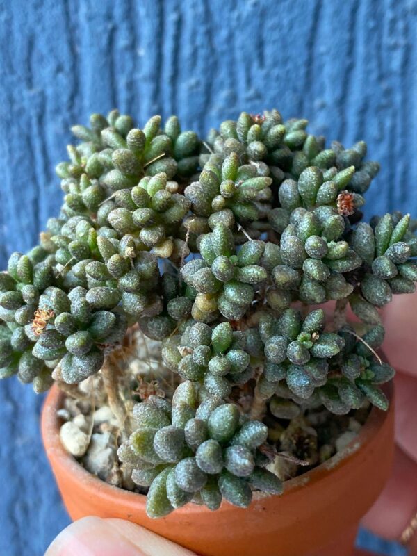 Monanthes Muralis succulent thriving in natural sunlight.