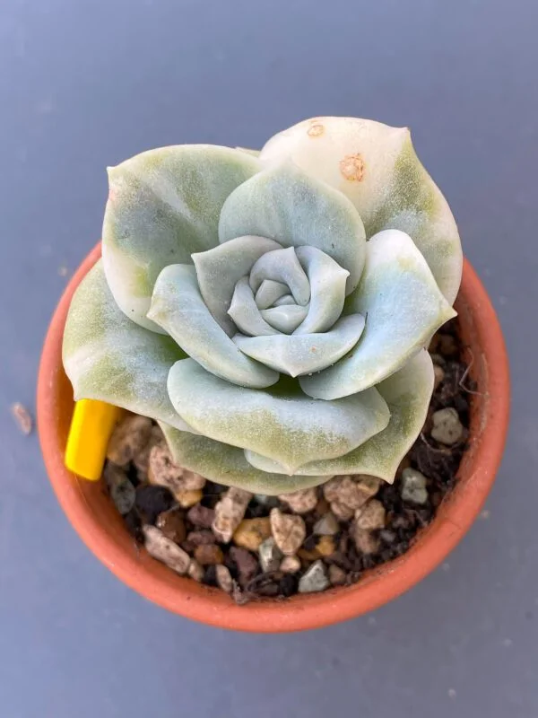 Graptoveria Lovely Rose Variegata succulent with stunning variegated leaves.