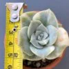 Graptoveria Lovely Rose Variegata succulent in a decorative ceramic pot.