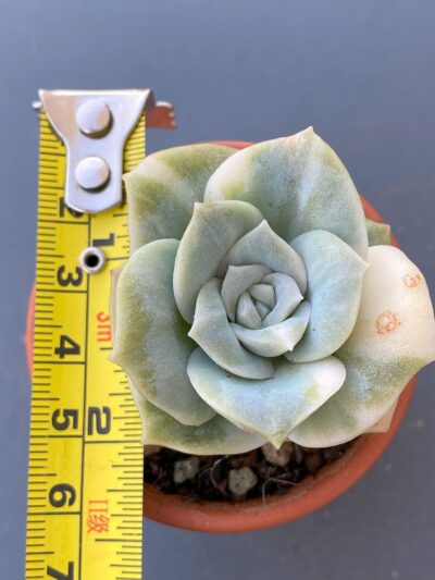 Graptoveria Lovely Rose Variegata succulent in a decorative ceramic pot.