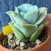 Close-up of Graptoveria Lovely Rose Variegata succulent rosette.