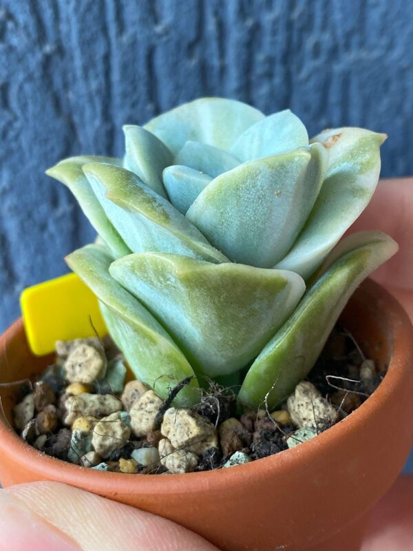 Close-up of Graptoveria Lovely Rose Variegata succulent rosette.