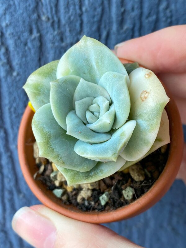 Graptoveria Lovely Rose Variegata succulent thriving in natural sunlight.