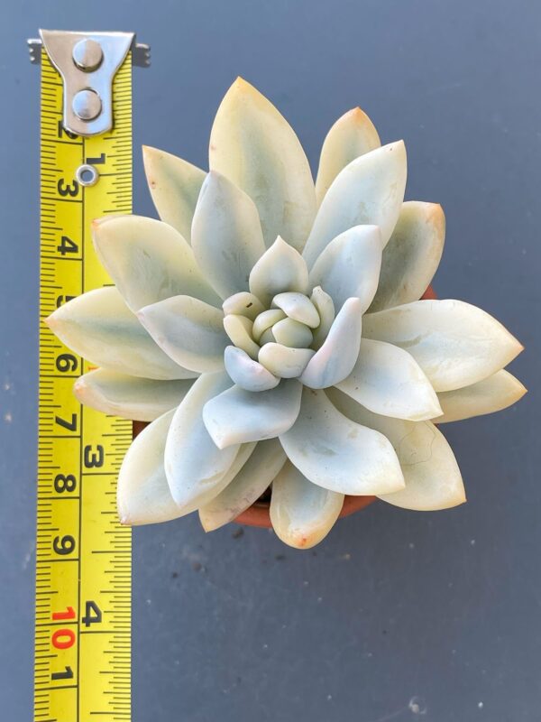 Echeveria Simonoasa Variegata succulent with beautiful variegated leaves.