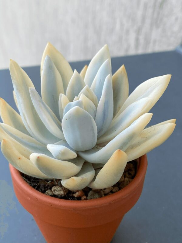 Close-up of Echeveria Simonoasa Variegata succulent rosette.