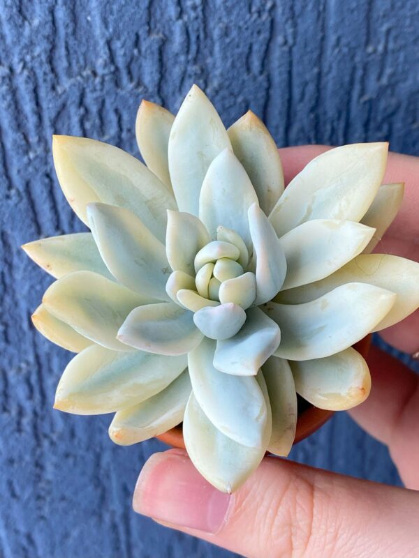 Echeveria Simonoasa Variegata succulent thriving in natural sunlight.