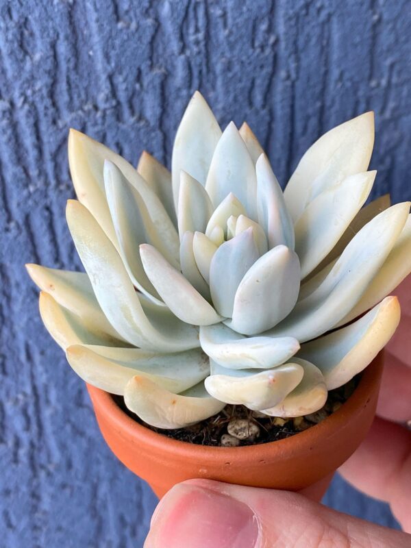 Echeveria Simonoasa Variegata succulent with variegated rosette.